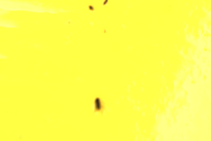 Image 17